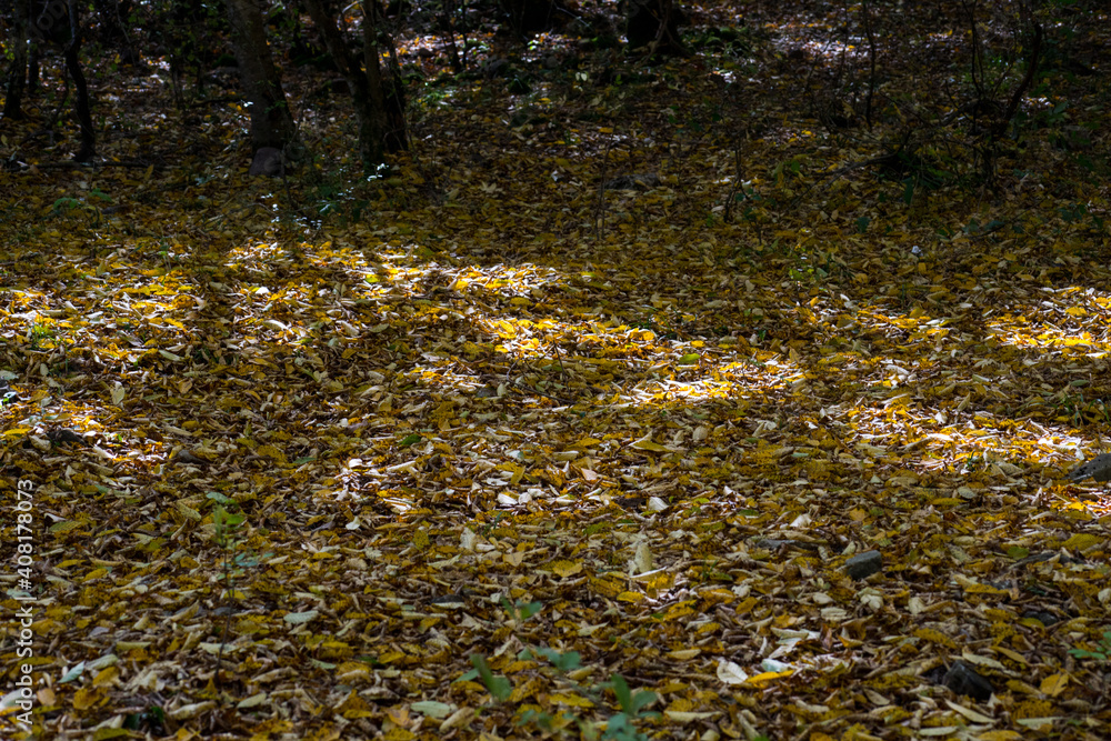 Golden vibrant fall leaves on the ground in a forest. Forest with colorful golden foliage. Golden vibrant fall leaves on the ground in a forest. Forest with colorful golden foliage.