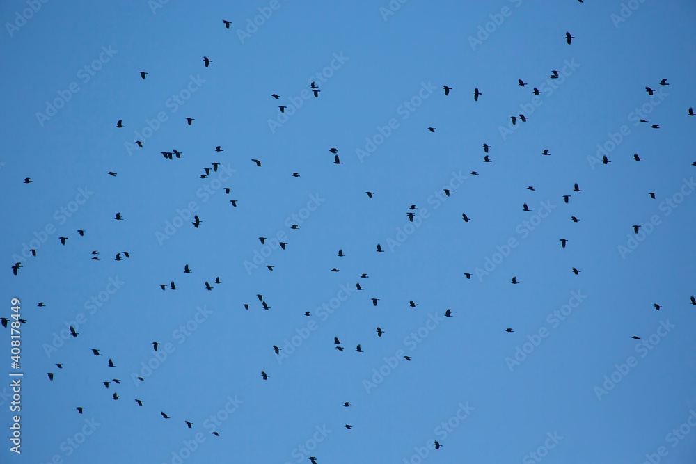 Obraz premium flock of crows