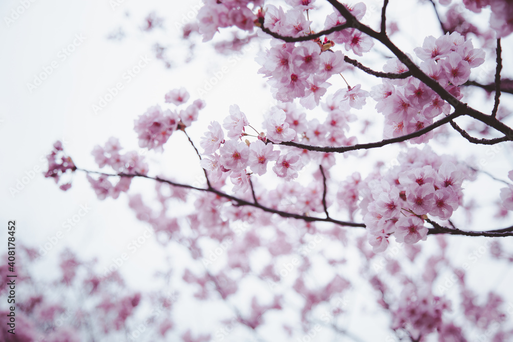 Sakura or Cherry Blossom or Japanese Cherry Sakura or Cherry Blossom or Japanese Cherry