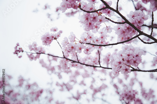 Sakura or Cherry Blossom or Japanese Cherry © MikeBiTa