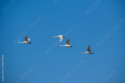 青い空を飛ぶ白鳥の群れ