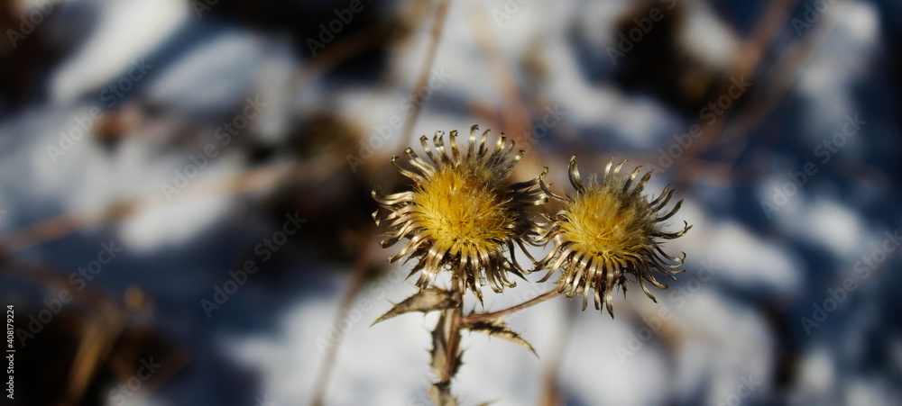 Obraz premium Dried golden flowers in winter with snow in the background. Banner.