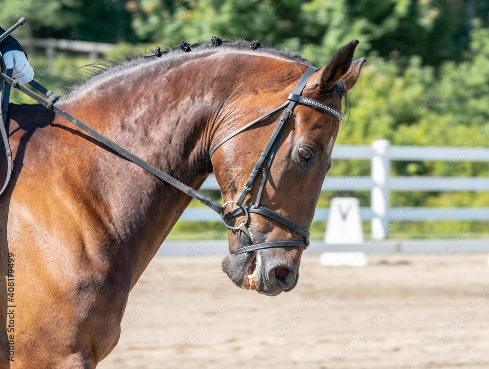 Obraz premium Equestrian show jumping horses. Horses at show
