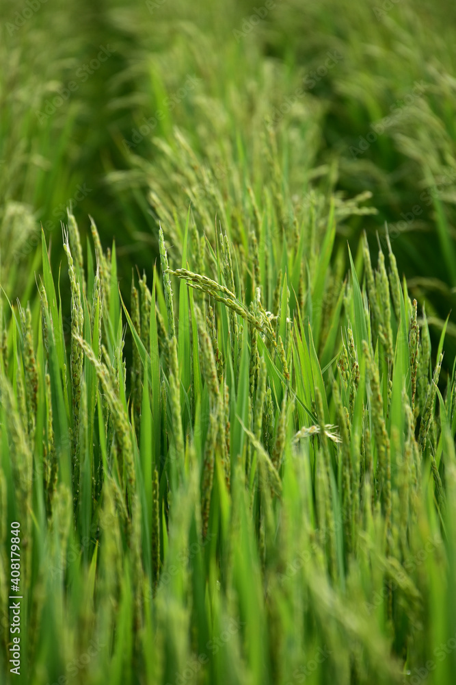 Obraz premium 夏の稲穂