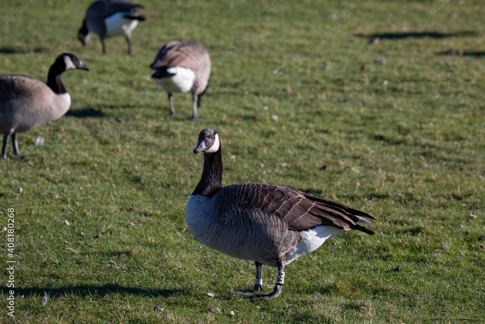 Gees feeding on grass Gees feeding on grass