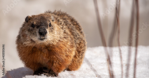 Foto Groundhog on snow patiently waiting for Spring