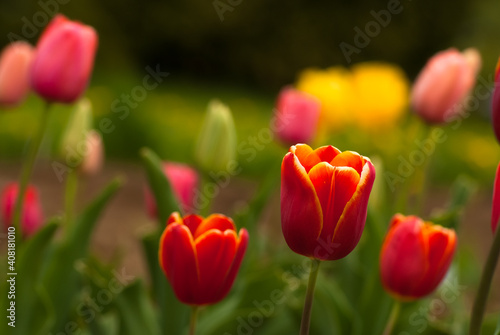 red tulips . in the photo tulips growing in a green meadow
