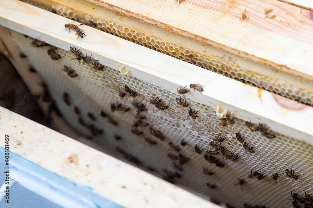 Bee hives in care of bees with honeycombs and honey bees. beekeeper opened hive to set up an empty frame with wax for honey harvesting. Bee hives in care of bees with honeycombs and honey bees. beekeeper opened hive to set up an empty frame with wax for honey harvesting.