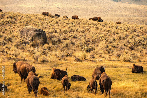 Murais de parede herd of bison