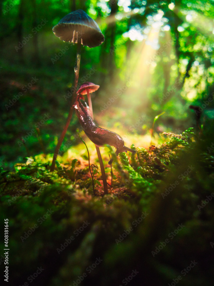 Obraz premium Macro shoot of the slug on the mushroom in the forest