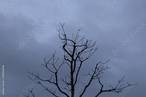 暗い空と黒い木 © hiroya