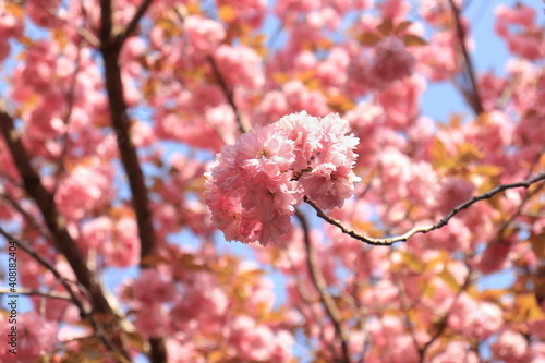 桃色の花