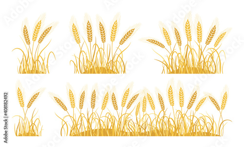 Golden field ears wheat cartoon set. Ripe spikelets wheat collection. Agricultural symbol oat bakery flour production. Design organic farm elements  vegetarian bread packaging beer label vector