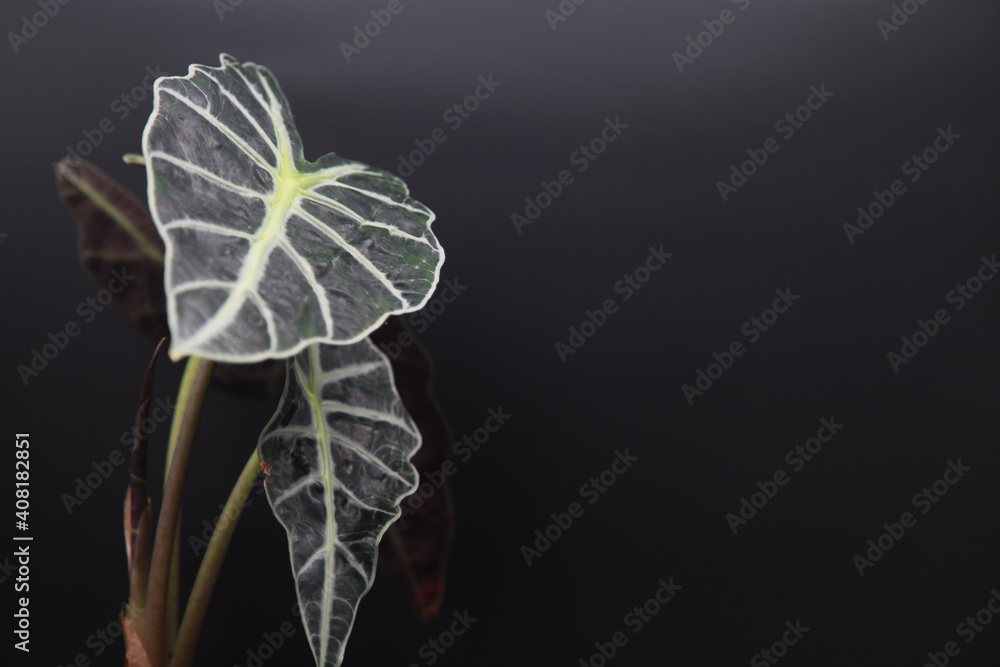 Obraz premium Alocasia Polly Elephant Ear Plant on black background
