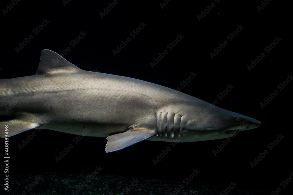 Fototapeta premium great white shark