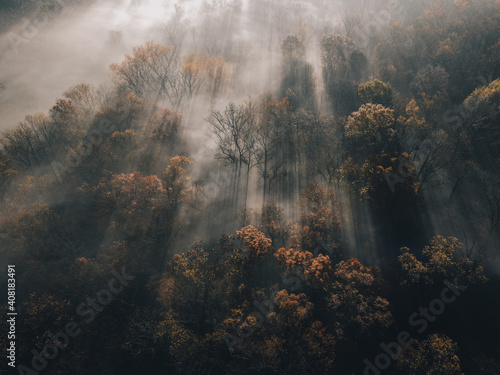 Fototapeta Naklejka Na Ścianę i Meble -  fog in the forest