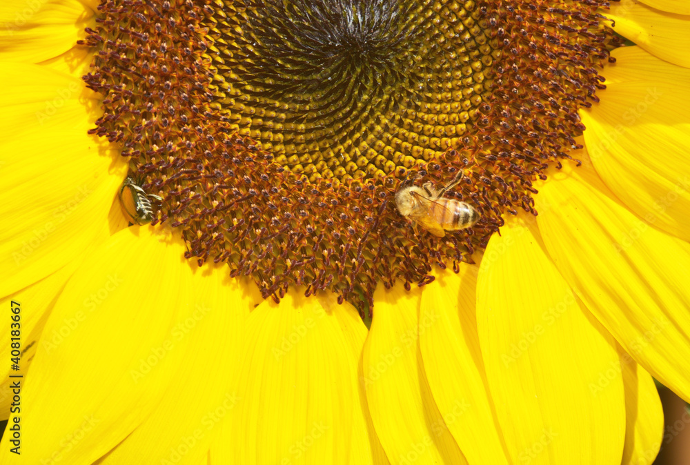 Obraz premium Bee on Sunflower