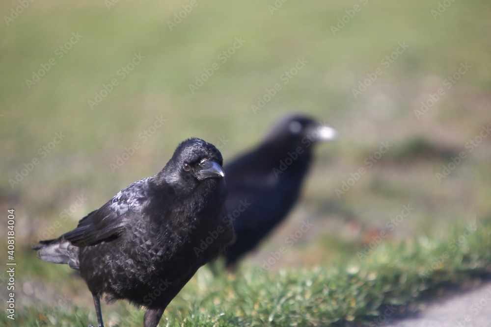 Obraz premium Crow feeding on grass