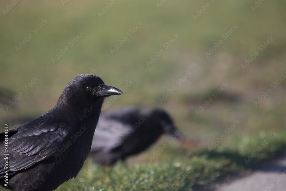 Obraz premium Crow feeding on grass