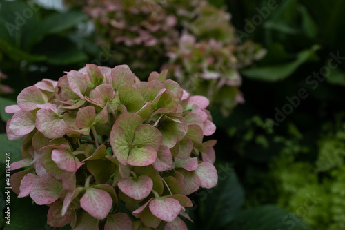 moody hydrangeas