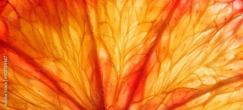 Slice of citrus fruit background photo