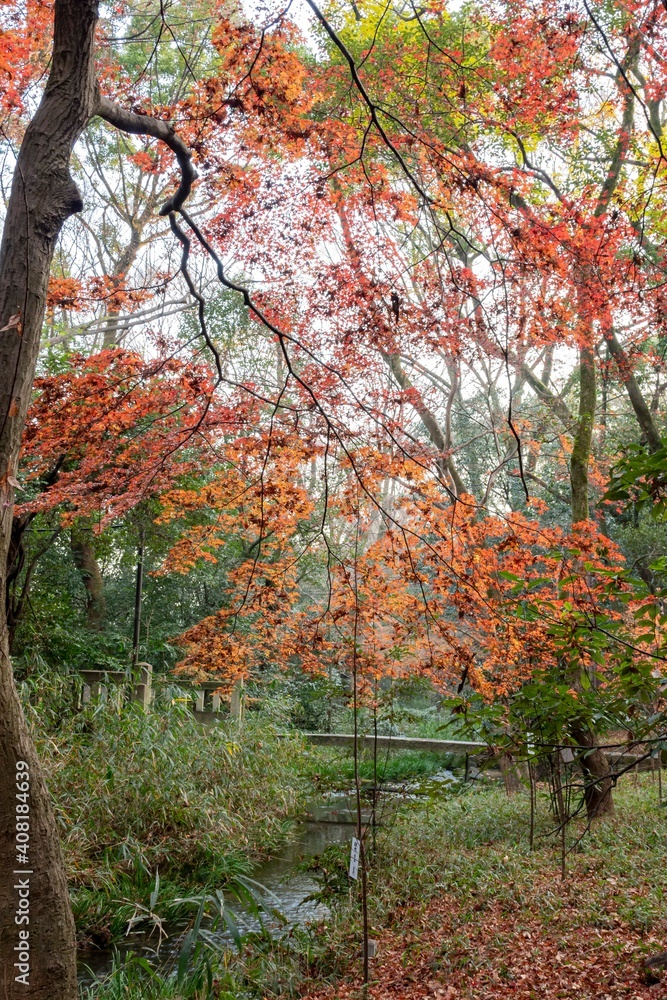 Red maple leaves in the famous Shimogamo Jinja