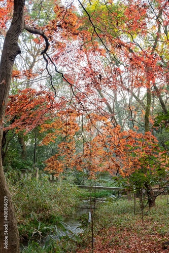 Fototapeta Naklejka Na Ścianę i Meble -  Red maple leaves in the famous Shimogamo Jinja