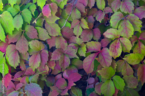 Green and Purple Leaves Background