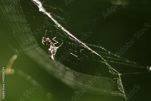 Spined Micrathena Spider