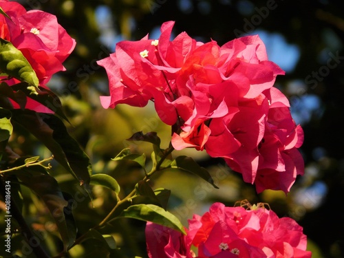 Fototapete pink bougainvillaea bush in the garden