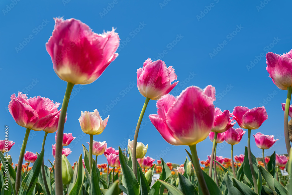 Obraz premium 青空をバックに見上げたカラフルな春のチューリップ。 チューリップ畑に咲く満開の花。
