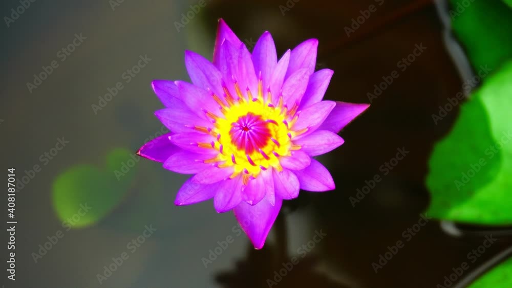 Top view beautiful blooming flower of colorful water lily flower in the morning.The harmony and tranquility symbol Top view beautiful blooming flower of colorful water lily flower in the morning.The harmony and tranquility symbol