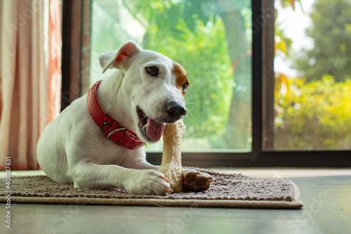 Fotografi ack russell terrier chewing bone in the living room
