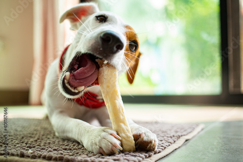 ack russell terrier chewing bone in the living room photo