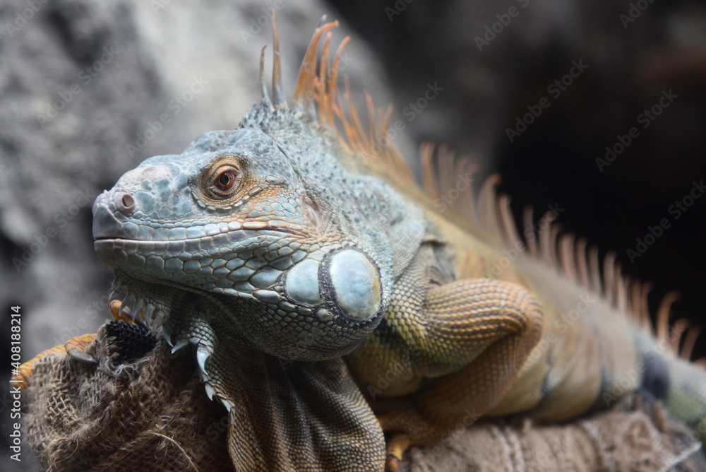 Fototapeta premium Close-up of a Green iguana