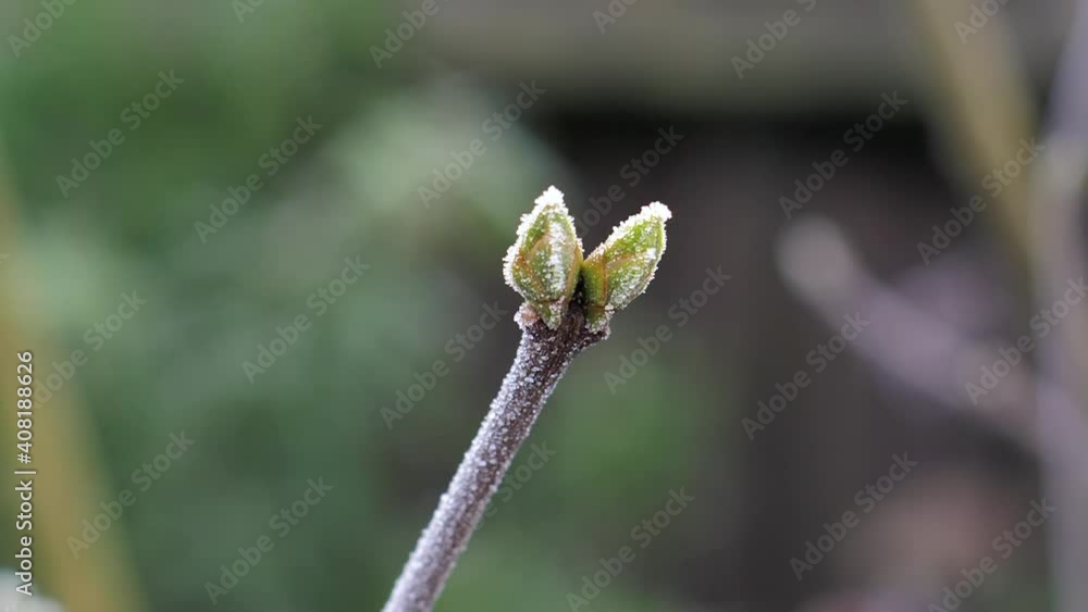 A small bud of growth from a shrub tree frozen in a night frost sways gently in a light breeze. A small bud of growth from a shrub tree frozen in a night frost sways gently in a light breeze.