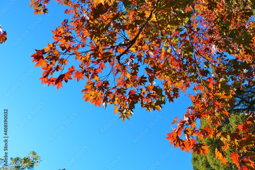 秋 もみじ 紅葉 青空 風景 秋 もみじ 紅葉 青空 風景