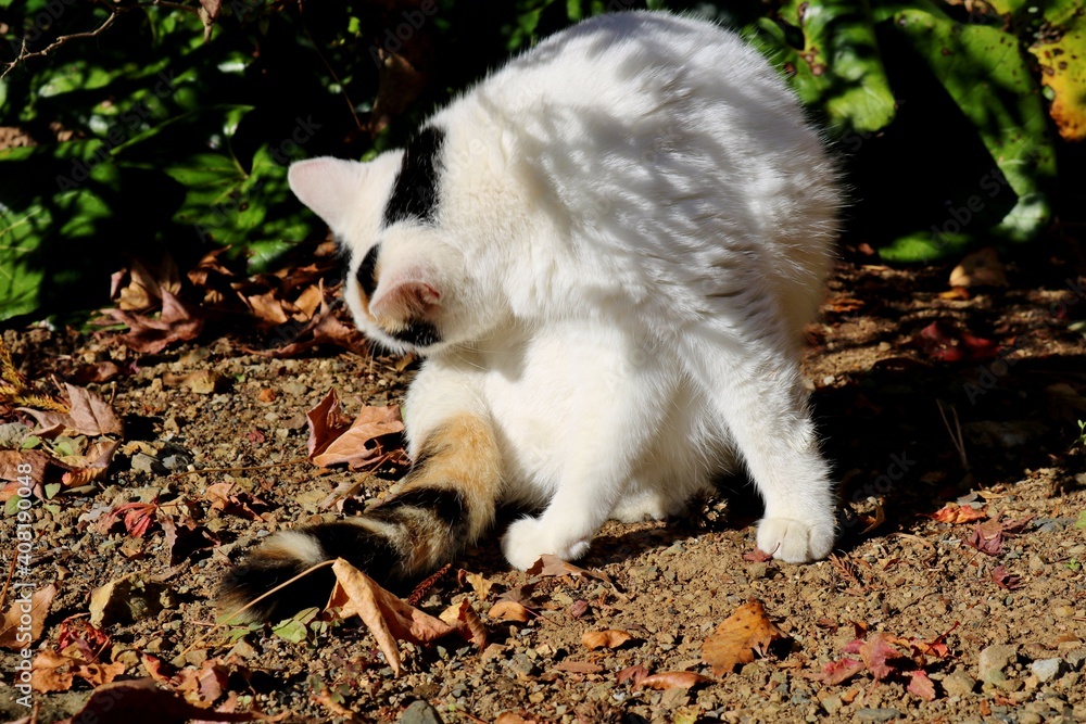 山道で　秋の陽ざし　毛づくろいする猫　