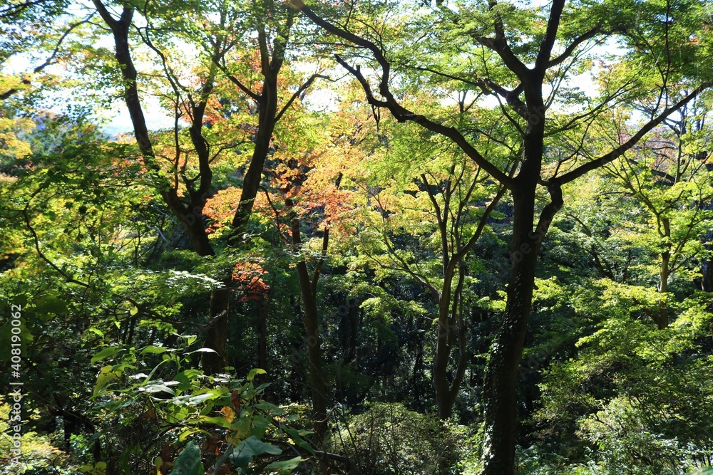 秋の山　陽ざし　紅葉　風景