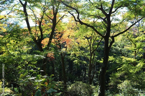 秋の山 陽ざし 紅葉 風景