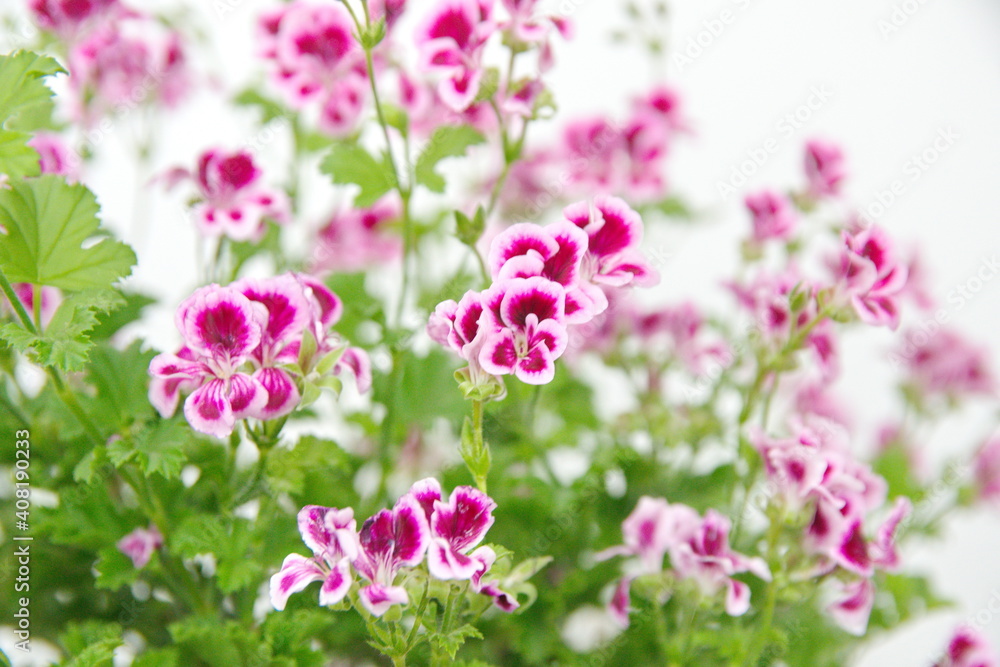 Pelargonium Pelargonium
