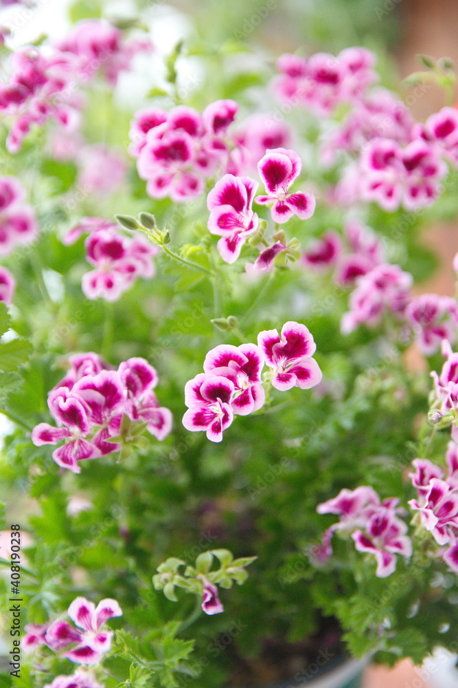 Pelargonium Pelargonium