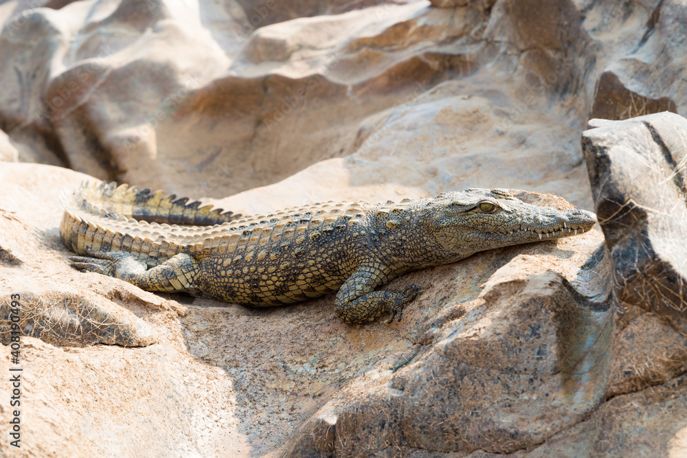Fototapeta premium Crocodile On The River Kunene Namibia
