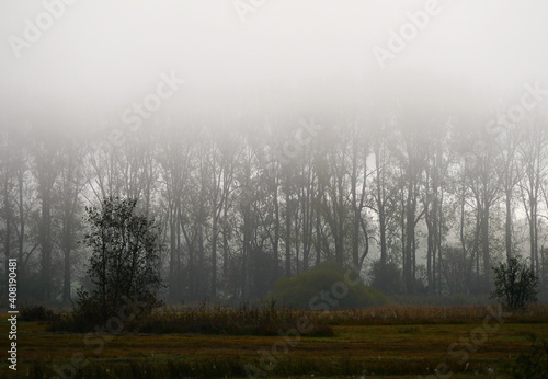 Early Morning In Ampermoss, River Valley Fen Near Ammersee In Upper Bavaria