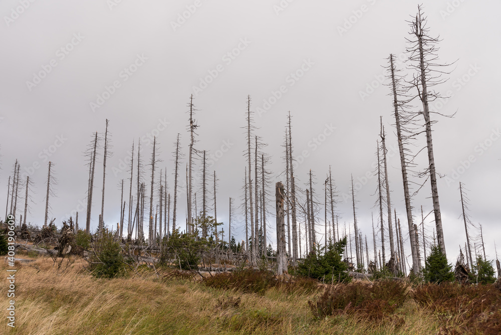 Bare Trees On Dreisesselberg After Bark Beetle Infestation - Bohemian Forest Bare Trees On Dreisesselberg After Bark Beetle Infestation - Bohemian Forest