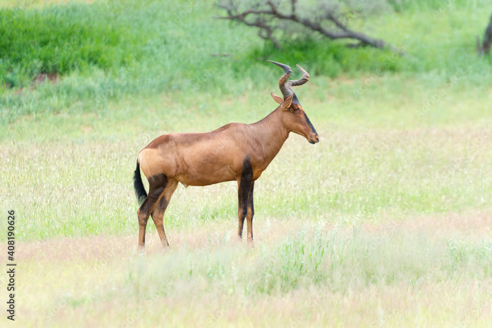 South African Hartebeest, Alcelaphus Buselaphus Caama South African Hartebeest, Alcelaphus Buselaphus Caama