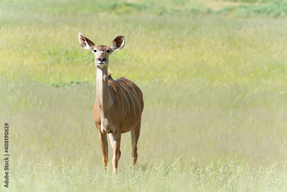 Fototapeta premium Kudu Cow In Kgalagadi Transfrontier National Park, Auob Valley,