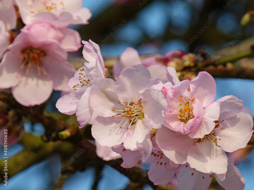 Almond Blossom At German Wine Route, Palatinate Almond Blossom At German Wine Route, Palatinate