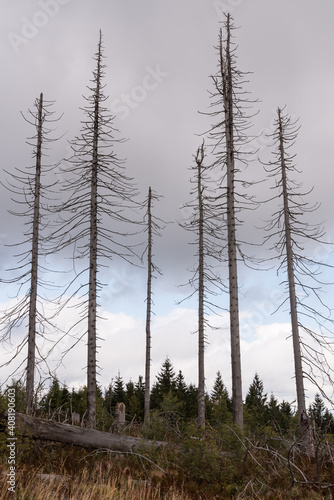 Bare Trees After Bark Beetle Infestation In The Bavarian Forest