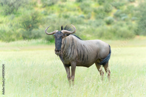 Fototapeta Naklejka Na Ścianę i Meble -  Blue Wildebeest In The Auob Valley, Kalahari, South Africa, Connochaetes Taurinus